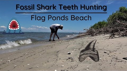 Fossil Shark Teeth Hunting ~ Flag Ponds Beach, Maryland