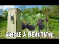 How to build a Grape Vine Trellis