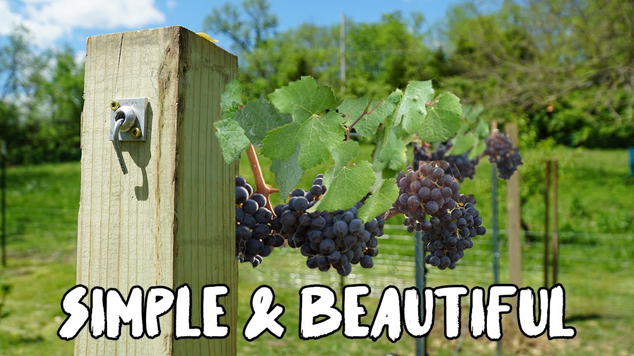 How To Build A Grape Vine Trellis