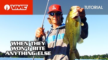 The ultimate Neko Rig: HOW TO FISH the VMC® Neko Hook & Weight