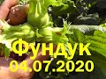 Фундук 4 июля 2020 года! Hazelnuts July 4, 2020