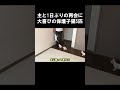 主と1日ぶりの再会に大喜びの保護子猫5匹 #保護子猫