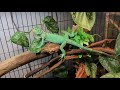 Bobo’s NEW Green Iguana Enclosure, Setup, UVB, and SPECIAL UPDATE!!