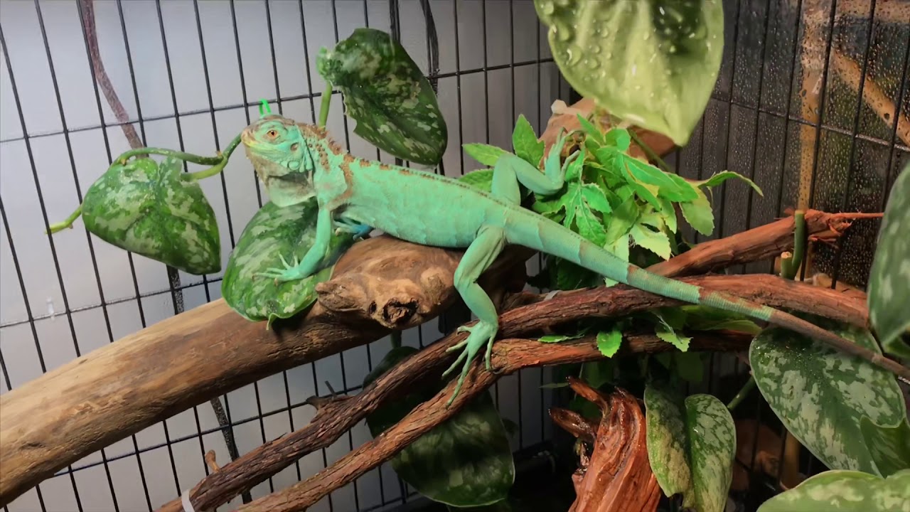 iguana setup kit