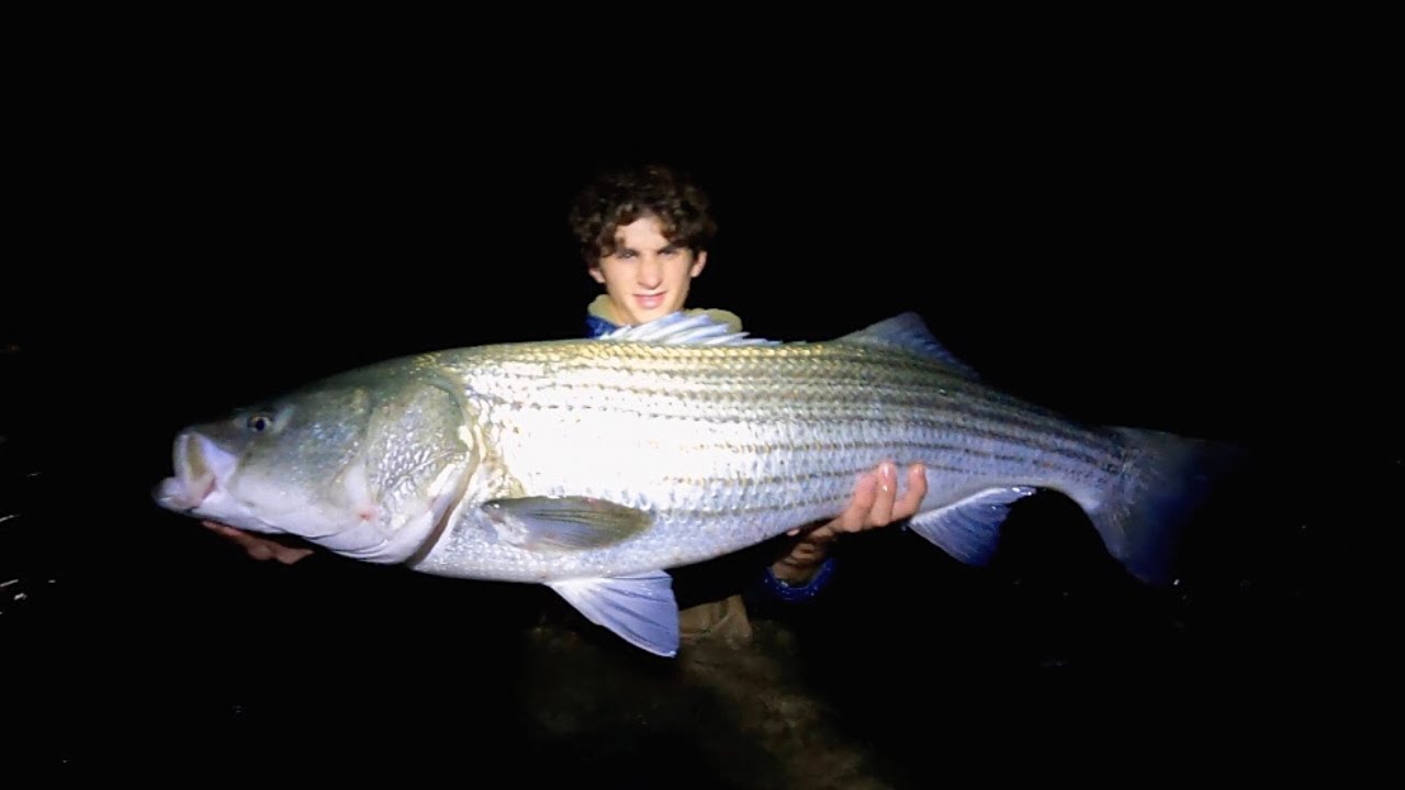 WADING in the river at NIGHT for MONSTER STRIPED BASS 