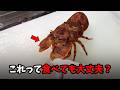 沖縄で巨大なセミ…?! 実際に食べてみました