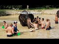 Happy elephants