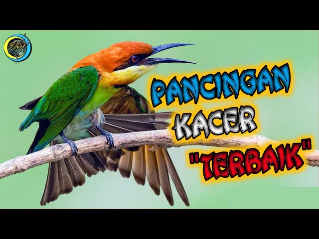 Pancingan Kacer Terbaik, Masteran Burung Juara, Pancingan Kacer Buka Ekor, Memancing Emosi Kacer. class=