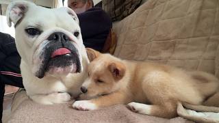 介護が必要な子犬が、まるこお姉ちゃんにベッタリ甘えん坊となってしまいました♪