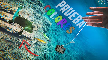 ¿Qué color atrae a más peces?