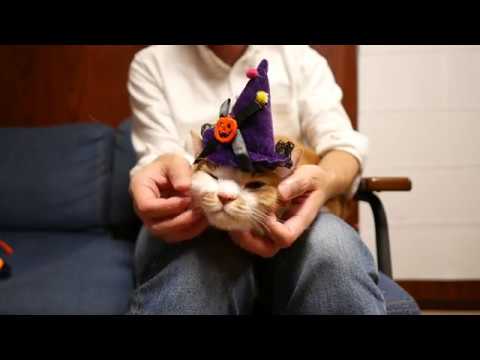 100円ショップダイソーのハロウィングッズで猫も一緒にハッピーハロウィン！ - YouTube