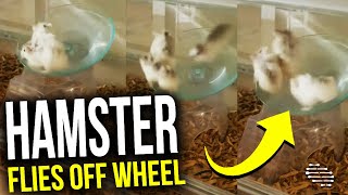 Hamster Unable to Keep Up With Running Wheel Flies off It Then Goes Back on With 2 Others