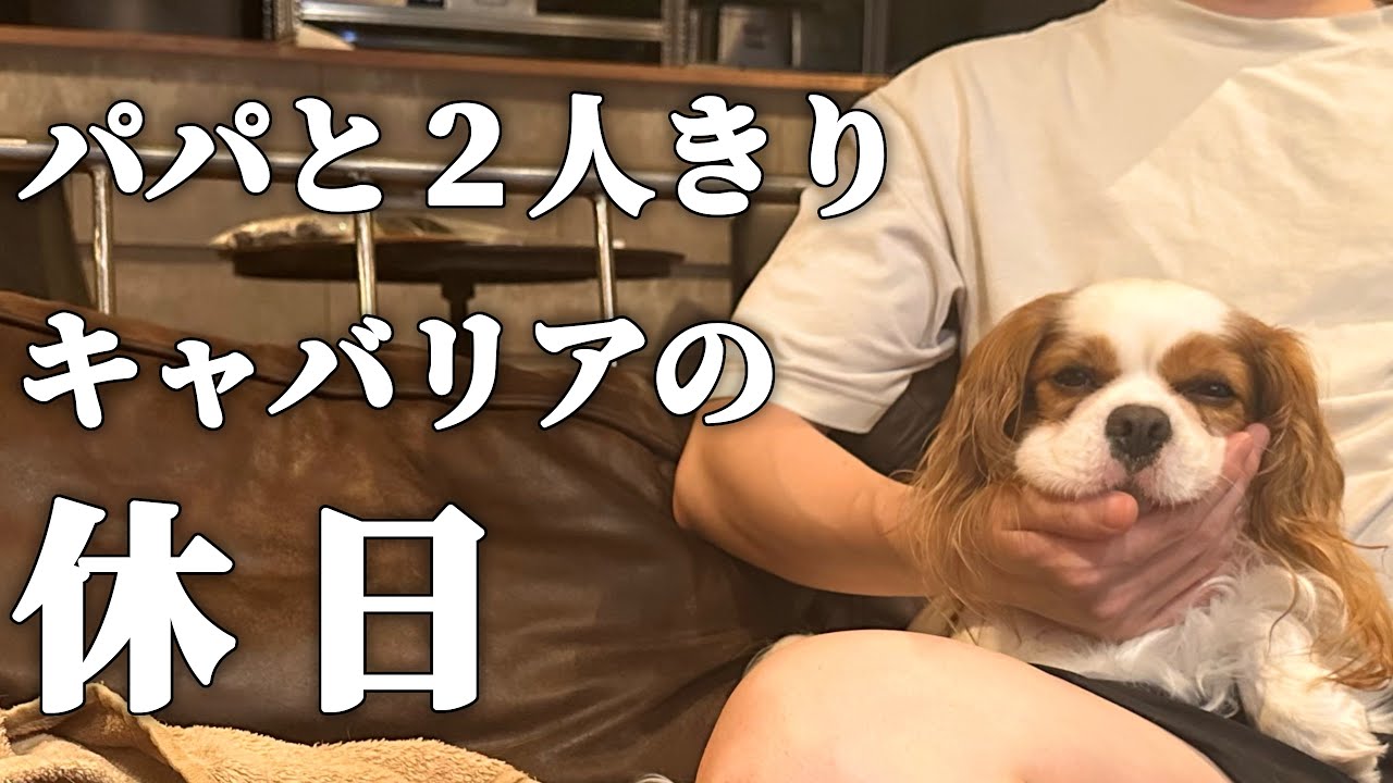 キャバリア犬のせっかくの休日なのに大好きなママがいない１日(