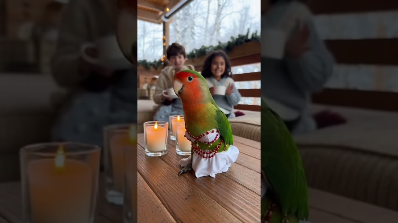 Teaching the kids some moves! 💃🐣 This lovebird's belly dance is 10/10