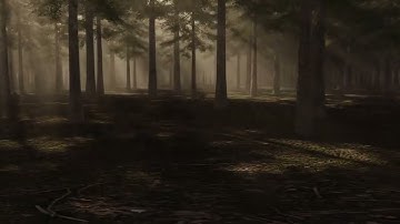 Forest in the daytime infinite loop background