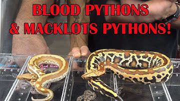 WELL MANNERED MACKLOT