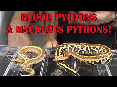 WELL MANNERED MACKLOT'S & BLOOD PYTHONS with DENNIS MCNAMARA