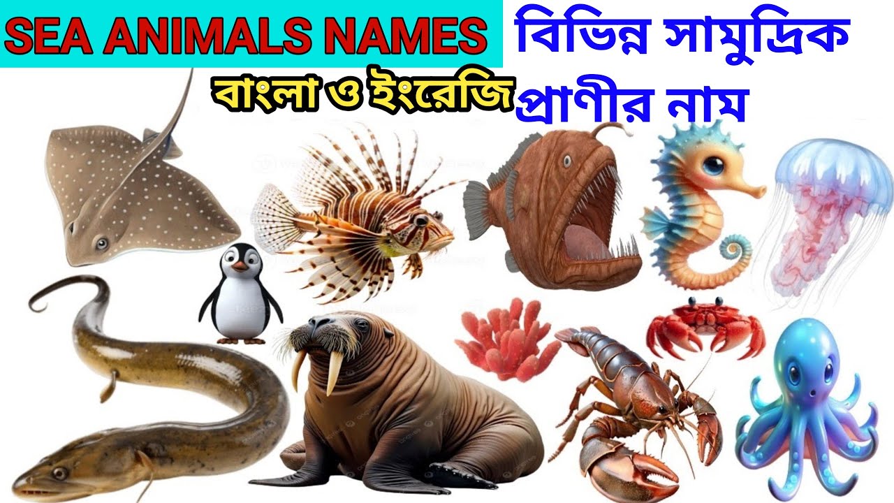 সামুদ্রিক প্রাণীদের নাম বাংলা ও ইংরেজি।SEA ANIMALS NAMES। 