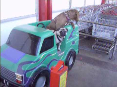 kiddie ride puppies - YouTube