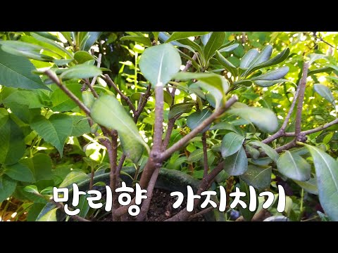 만리향