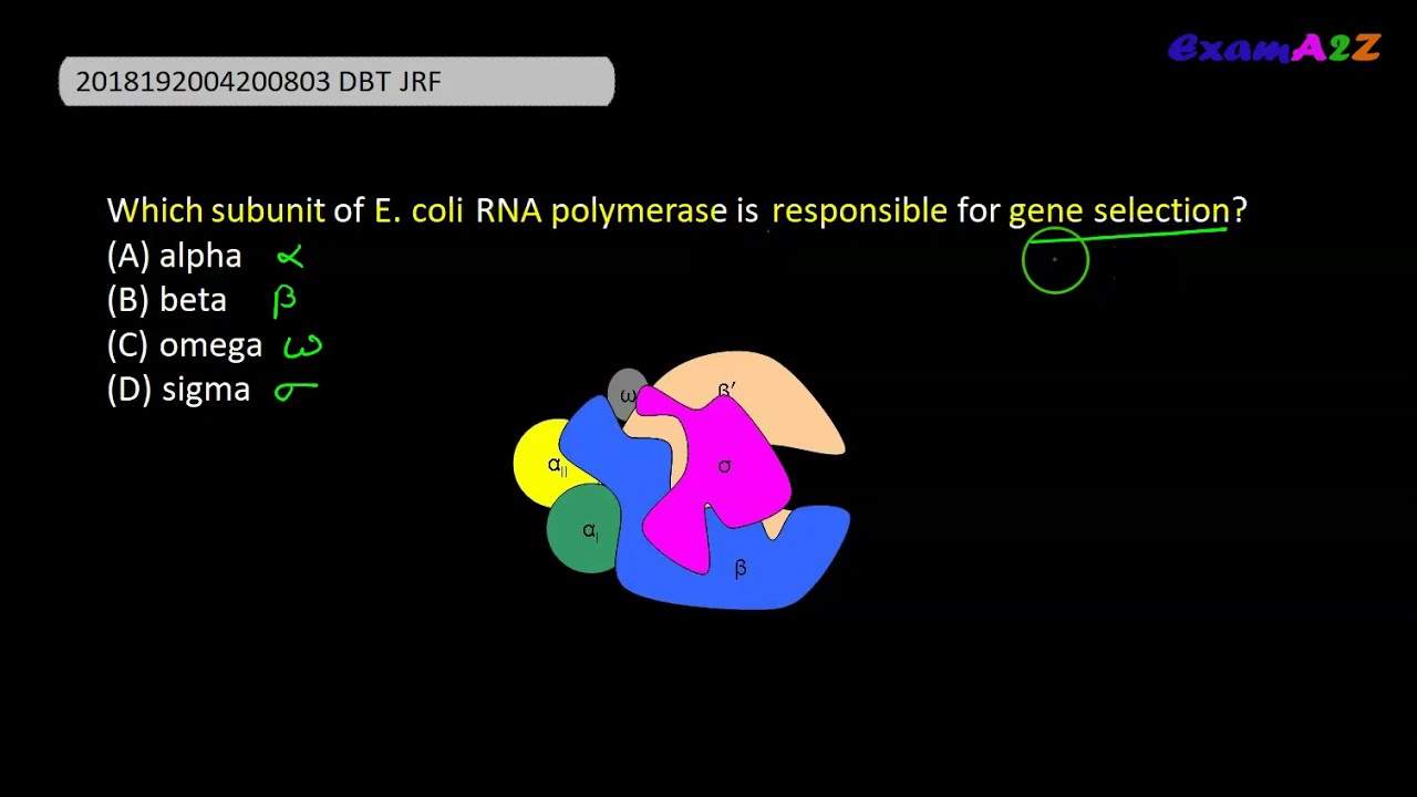 Which subunit of E. coli RNA polymerase is responsible for gene selection? || DBT JRF 2008