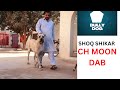 Top class shoq shikar ch moon dab  bully dog pk