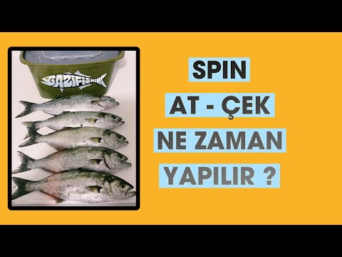 Spin LÜFER AVI En Verimli Saatler - AT - ÇEK Spin BALIK AVI NE ZAMAN YAPILIR