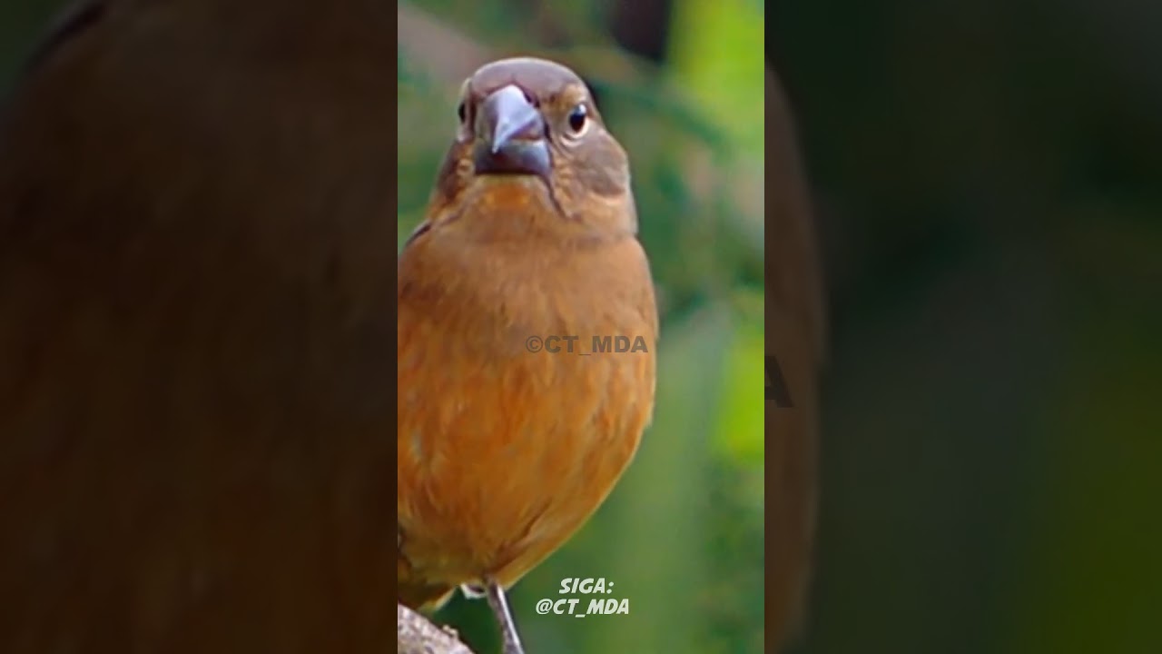 Fêmea de Curió Chamando | Piado Natural Raro na Natureza! 
