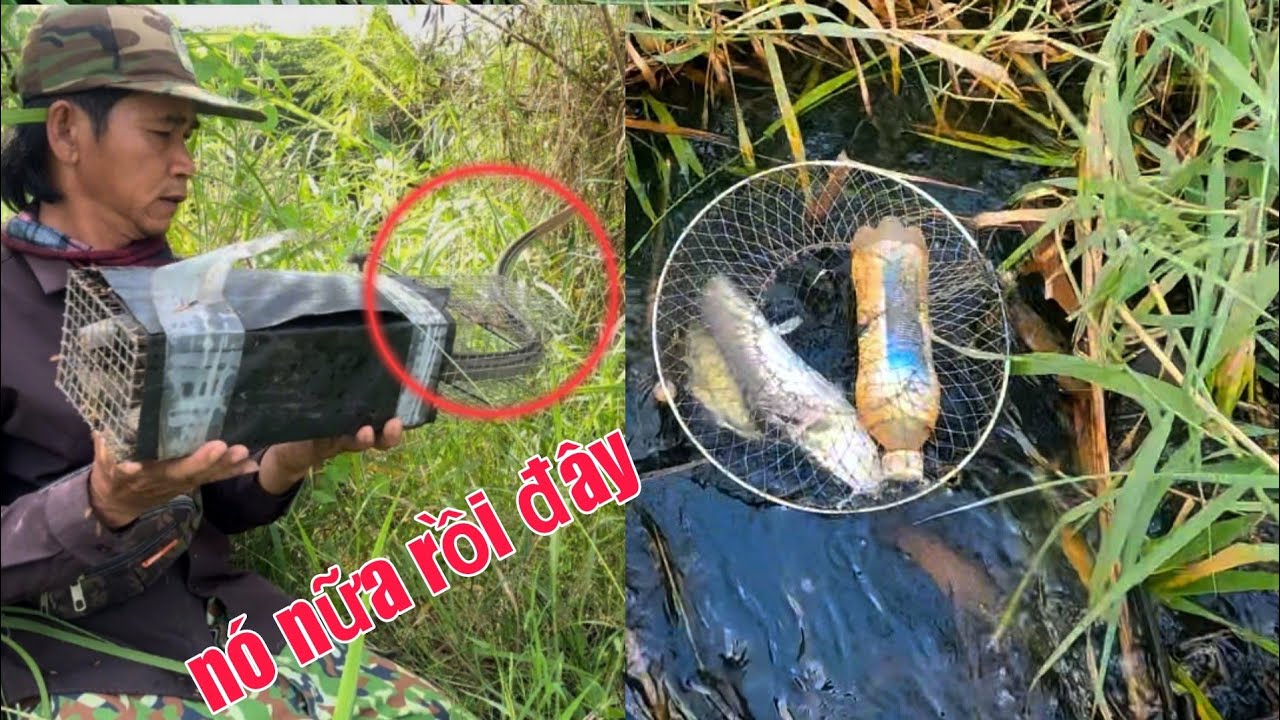 Thăm Bẫy Rắn Lờ Cá Cái Kết Bi Thảm