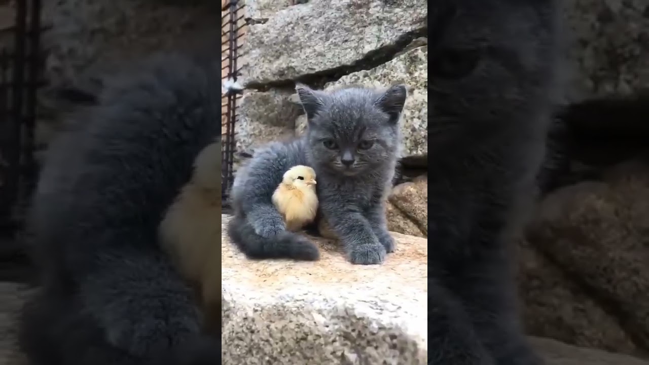 how to calculate your kitty's real age