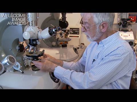 Light microscopy - YouTube