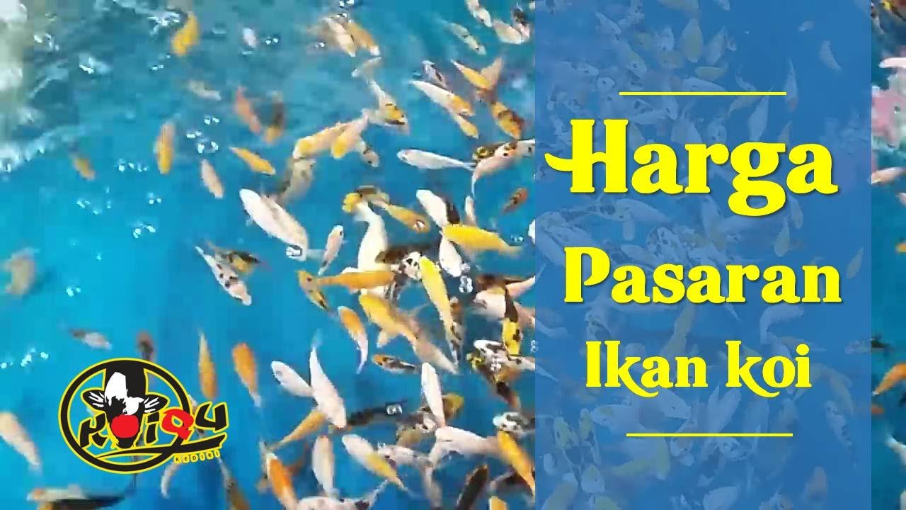 HARGA PASARAN IKAN KOI WA 087846868086 