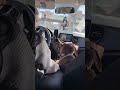 ❤️ #собака #doberman #recommended #животные #доберман