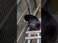 マレーグマ