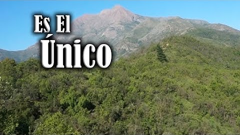 Encontré Un Árbol Muy Misterioso - Olmué