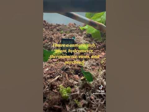 Green tree python setup‼️ the basics - YouTube