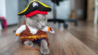 Cute And Funny Cat Videos #15 | Cute Cats Land by Cute Cats Land 37,938 views 3 years ago 8 minutes, 14 seconds