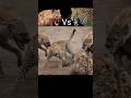 Hyena attack baby leopard protect mom 😱 #shorts #animals