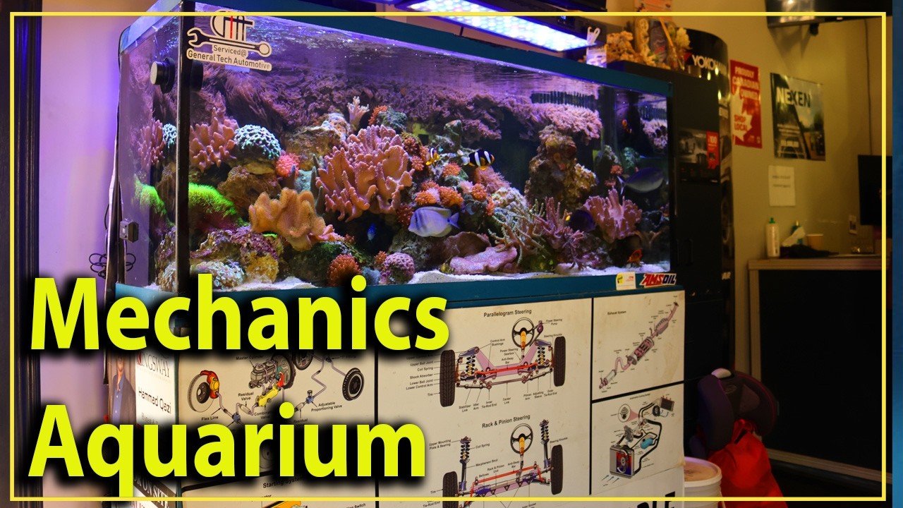 Why I love going to visit my mechanic ! Reef aquarium in the shop