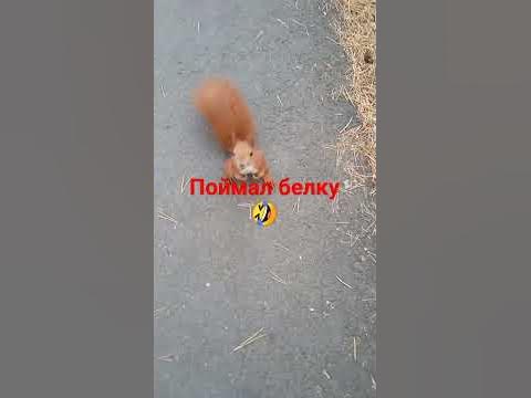 Почти поймал белку - YouTube