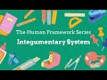 🧴 Integumentary System Explained | Skin, Hair & Nails! 🧠🩺