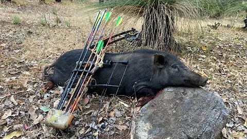 Bow Hunting Feral Pigs Australia First Light