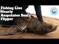 Fishing Line Nearly Amputates Seal's Flipper