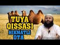 NOKAS O'G'ILLAR (SHAYX SODIQ SAMARQANDIY XAFIZAXULLOX)