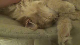 The Daphne the Cat Fun  Video 58