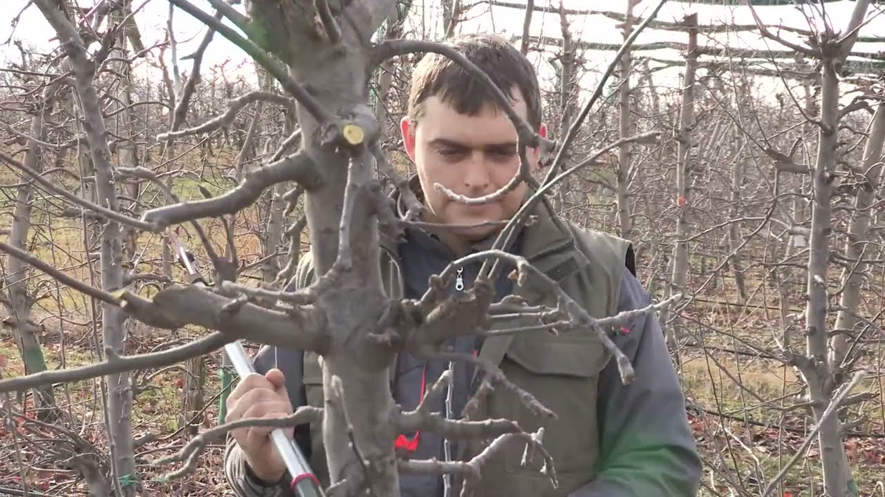 Imamo rešenje ep. 38 10.02.2020. - Zimsko orezivanje višnje, šljive i jabuke