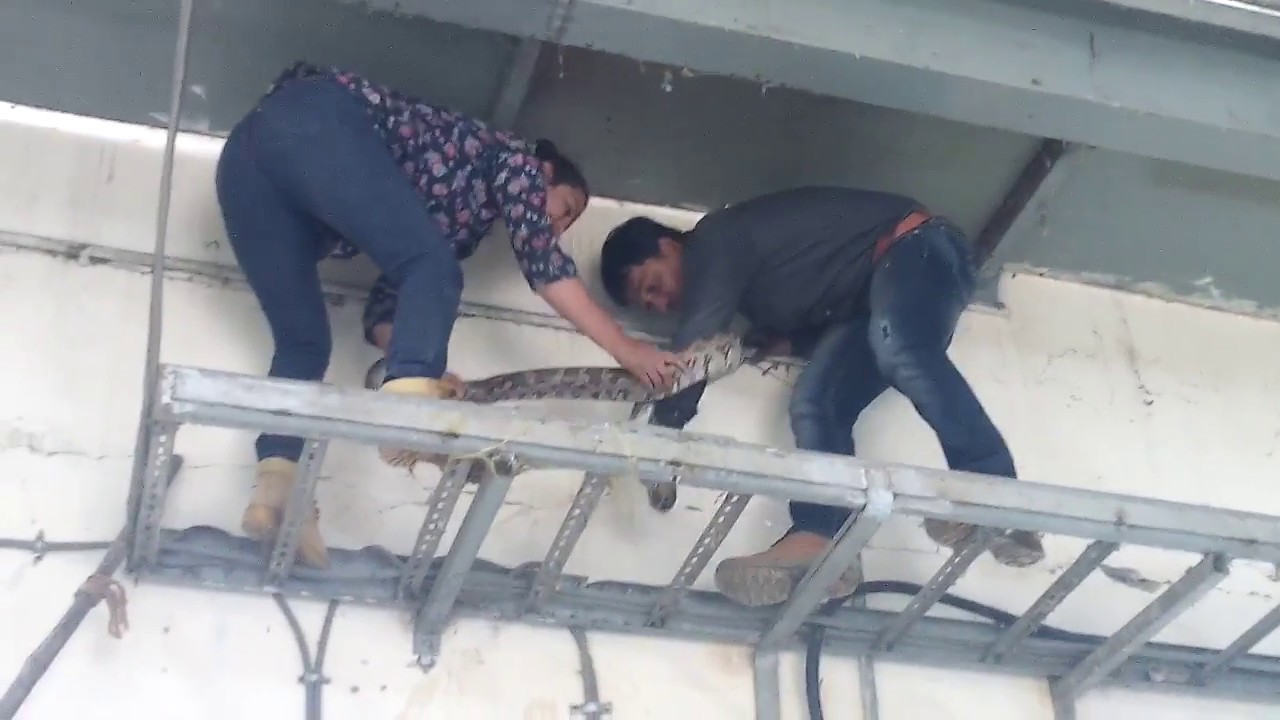 snake rescue team Snake Rescue Team Bilaspur (founder/president, Kamal Chowdhary Contact No. 9755695959, 9098099964)
