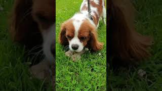 Puppy Cavalier King Charles Spaniel Eats Pigeon Cute Dog Videos
