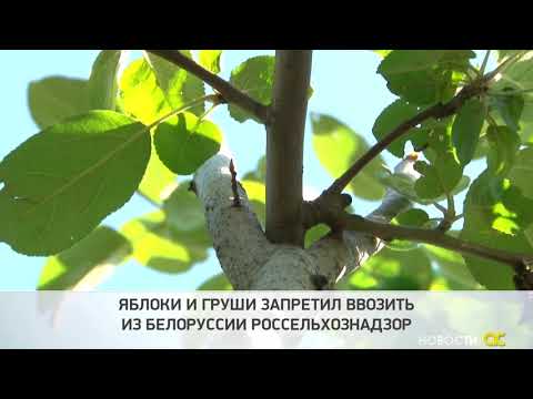 Яблоки и груши запретил ввозить из Белоруссии Россельхознадзор