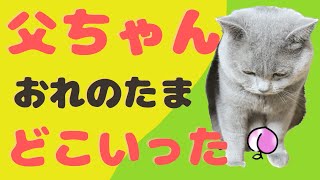 【猫動画】去勢した猫さんの反応にびっくりした父【ブリティッシュショートヘア】